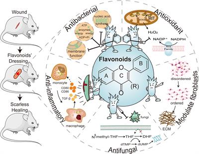 The potential of functionalized dressing releasing flavonoids facilitates scar-free healing